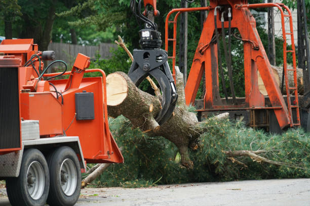 Reliable North Miami Beach, FL Tree Services Solutions